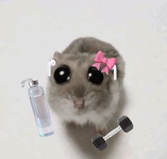 a hamster with large black eyes and a pink bow on its head next to a water bottle