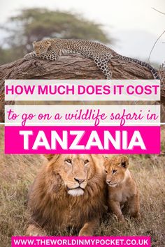 two lions sitting next to each other in front of a sign that says how much does it cost to go on a wildlife safari