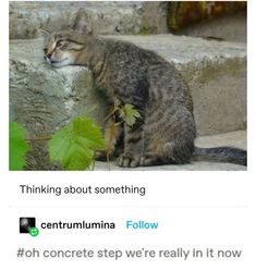 a cat is sitting on some steps and looking at the ground with its eyes closed