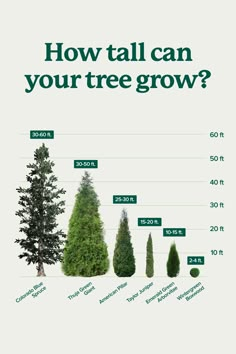 the trees are growing in different stages and sizes, with words describing how tall can you tree grow?