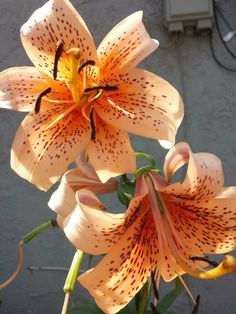 two orange lilies are blooming in front of a gray wall and green leaves