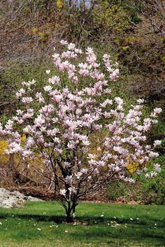 a small tree with pink flowers in the grass