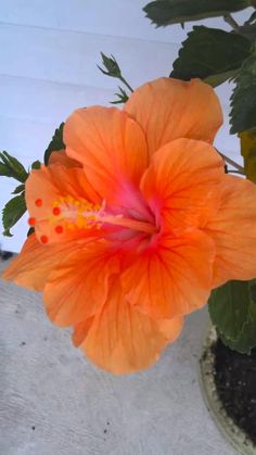 an orange flower in a pot on the ground