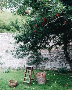 an apple tree next to a ladder and basket full of apples