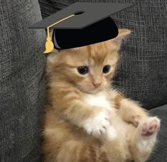 a kitten with a graduation cap on its head