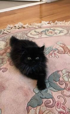 a black cat laying on top of a rug