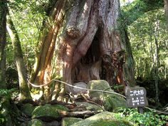 a large tree in the middle of a forest with rocks and moss growing on it