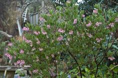 a bush with pink flowers in the foreground and a wooden bench in the background