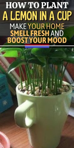 a potted plant sitting on top of a wooden table