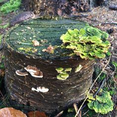 a tree stump with mushrooms growing on it