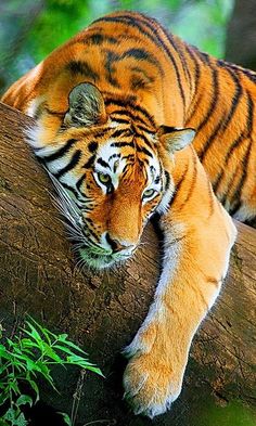 a tiger laying on top of a tree branch