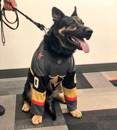 a dog wearing a jersey is sitting on the floor and being held by a leash