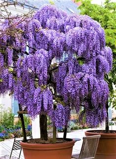 purple flowers are growing on the tree in pots