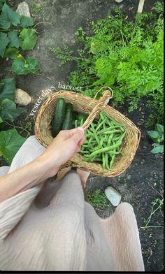 a person holding a basket filled with green beans and cucumbers in the garden