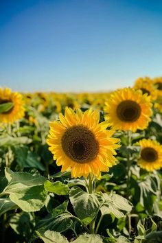 sunflowers are blooming in the field on a sunny day