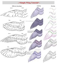 an image of different types of wings