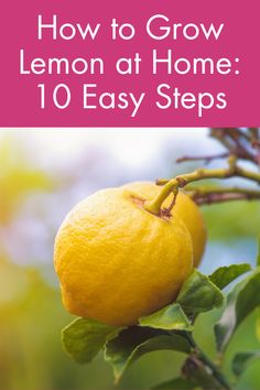 lemons growing on a tree with the title how to grow lemon at home 10 easy steps