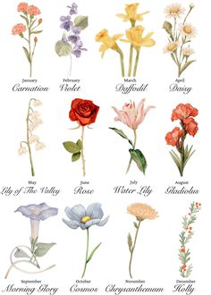 the different types of flowers are shown in this illustration