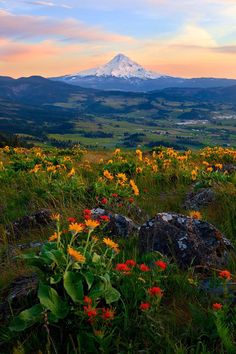 wildflowers grow in the foreground with a mountain in the background at sunset