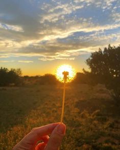 a hand holding a small flower in front of the sun