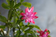 a pink flower with green leaves in the foreground