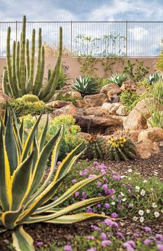 a cactus garden with rocks and flowers