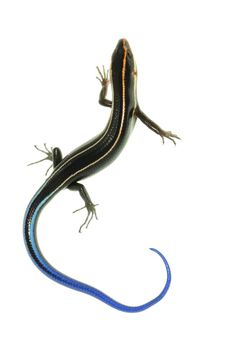 an image of a lizard that is on the white background with blue tail and legs