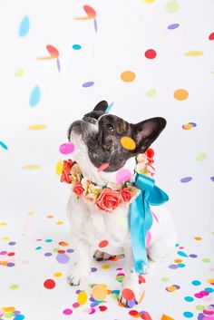 a small dog wearing a flower collar and confetti