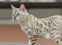 a brown and white cat with blue eyes standing on top of a roof next to a building