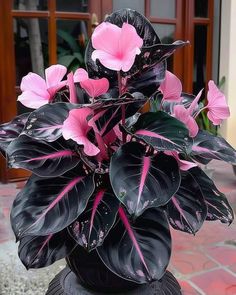 a potted plant with pink flowers sitting on top of a black pedestal in front of a door