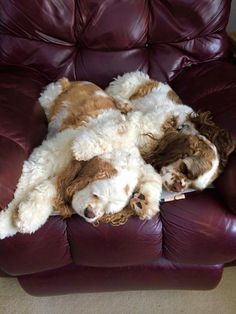 a brown and white dog laying on top of a purple chair