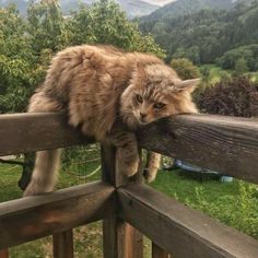 a cat is climbing on top of a wooden fence