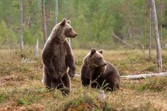 two brown bears standing on their hind legs in the woods