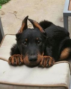 a black and brown dog laying on top of a chair