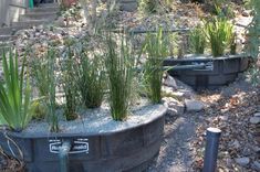 some plants are growing out of an old water tank