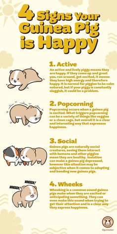 an info sheet describing how to use guinea pigs