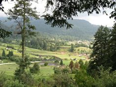 a valley with lots of trees in the foreground and houses on the other side