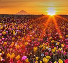 the sun is setting over a field full of flowers