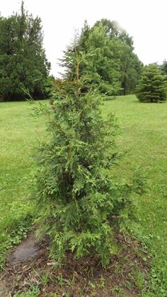 a small tree in the middle of a field