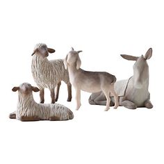 five sheep and two lambs sitting on the ground together in front of a white background