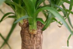 a plant with green leaves growing out of it's trunk in a potted plant