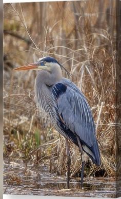 a blue heron stands in shallow water near dry grass