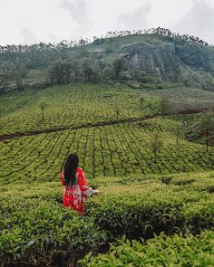 a woman standing in the middle of a lush green tea field with mountains in the background