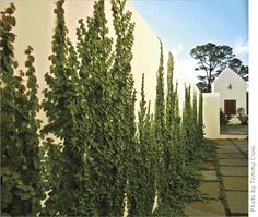 a row of trees next to a white building