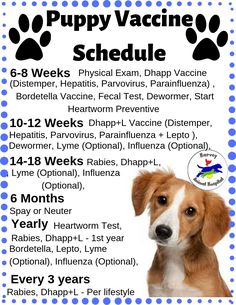 Puppy Schedule, Puppy Needs, Puppy Training Schedule, New Puppy Checklist, Puppy Checklist, Puppy Time, Dog Remedies