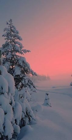 a snow covered pine tree with the sun setting in the background and pink sky above