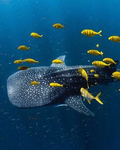 a large whale surrounded by small yellow fish