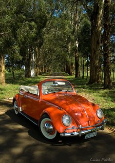 an orange vw bug is parked on the side of the road in front of some trees