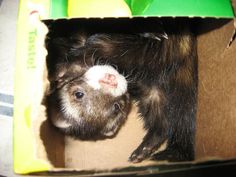 a ferret in a cardboard box with its head sticking out from it's side