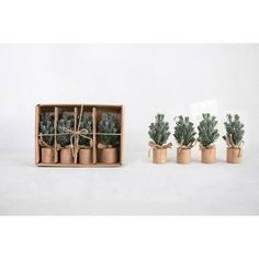 three small potted plants in wooden containers with twine ribbons tied around the top